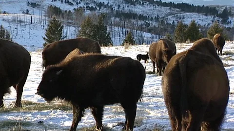 Bison (Bison bison) Grazing in Snowy Field Stock Footage 93090232