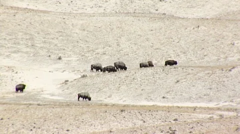 Bison (Bison bison) Grazing on Snowy Hillside Stock Footage 93205464