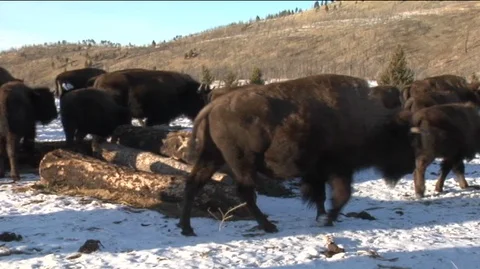 Bison (Bison bison) Grazing in Snowy Field Stock Footage 93333393