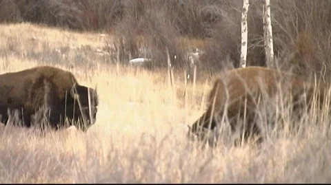 Bison (Bison bison) Grazing in Snowy Field Stock Footage 93334272