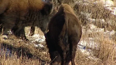 Bison (Bison bison) Grazing on Snowy Slope Stock Footage 93364948