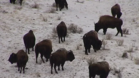 Bison (Bison bison) Grazing on Snowy Slope Stock Footage 93365147