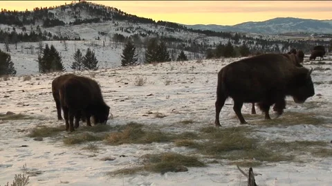 Bison (Bison bison) Grazing in Snowy Field Stock Footage 93365357