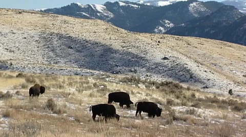Bison (Bison bison) Grazing on Snowy Hillside Stock Footage 93658981