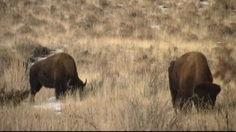 Bison (Bison bison) Grazing in Snowy Field Stock Footage 93822352