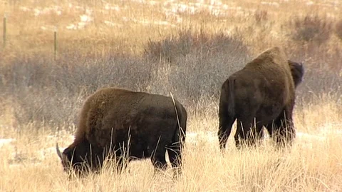 Bison (Bison bison) Grazing in Snowy Field Stock Footage 93823152