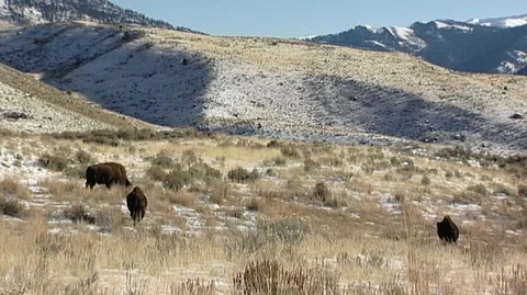 Bison (Bison bison) Grazing on Snowy Hillside Stock Footage 93835120
