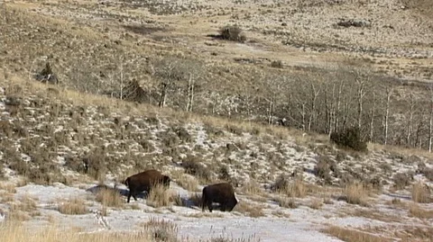 Bison (Bison bison) Grazing on Snowy Slope Stock Footage 93908508