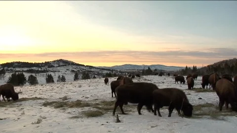 Bison (Bison bison) Grazing in Snowy Field Stock Footage 94090299