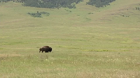 Bison (Bison bison) in Green Field Stock Footage 93792571