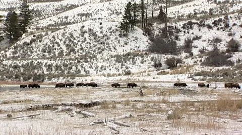 Bison (Bison bison) Herd near Icy River Stock Footage 93202499