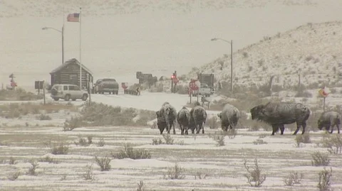 Bison (Bison bison) Herd near Yellowstone National Park Entrance Stock Footage 93801945