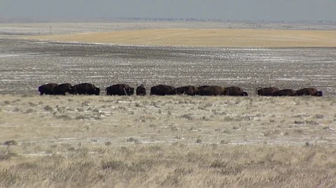 Bison (Bison bison) Herd in Snowy Field Stock Footage 93032408