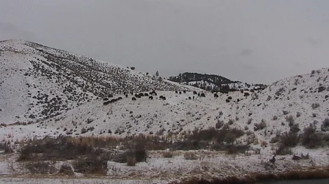 Bison (Bison bison) Herd on Snowy Hillside Stock Footage 93056225