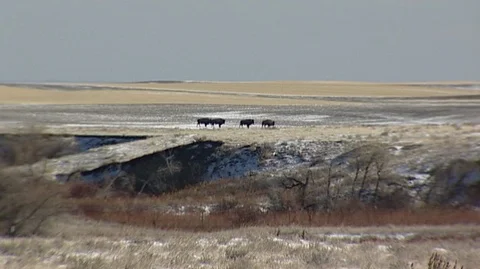 Bison (Bison bison) Herd on Snowy Ridge Stock Footage 93056359