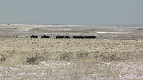 Bison (Bison bison) Herd in Snowy Field Stock Footage 93366948
