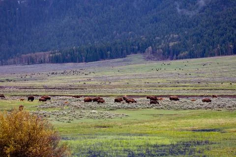 Bison (Bison bison) at Lamar Valley in Yellowstone National Park in May Stock Photos