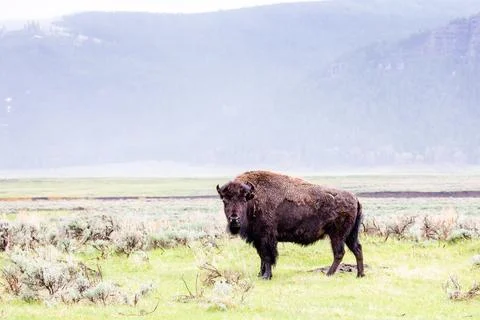 Bison (Bison bison) at Lamar Valley in Yellowstone National Park in May Stock Photos