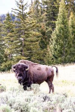 Bison (Bison bison) looking in Lamar Valley at Yellowstone National Park in M Stock Photos