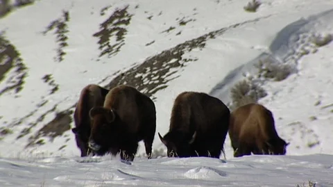 Bison (Bison bison) Pawing at Snow Stock Footage 93090468