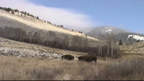 Bison (Bison bison) Resting on Grassy Slope Stock Footage 93090545