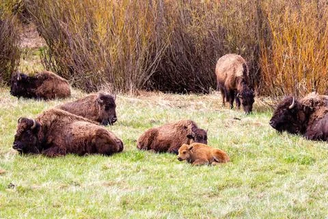 Bison (Bison bison) resting at Lamar Valley in Yellowstone National Park in M Stock Photos