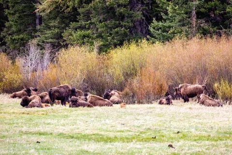 Bison (Bison bison) resting at Lamar Valley in Yellowstone National Park in M Foto stock