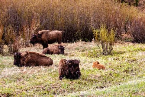 Bison (Bison bison) resting at Lamar Valley in Yellowstone National Park in M Stock Photos
