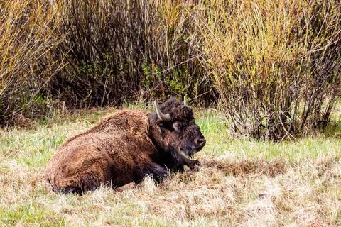 Bison (Bison bison) resting in Lamar Valley at Yellowstone National Park in M Stock Photos
