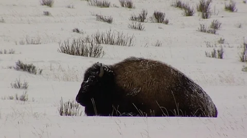 Bison (Bison bison) Resting in Snow Stock Footage 93333230