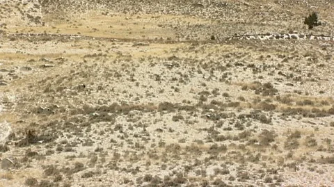 Bison (Bison bison) Resting in Snowy Field Stock Footage 93364677