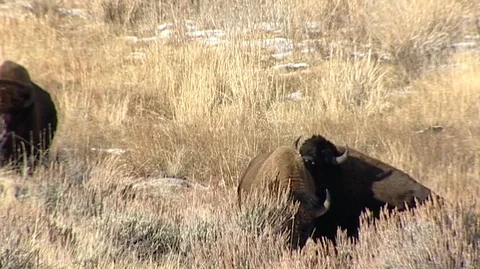 Bison (Bison bison) Rubbing in Field Stock Footage 92968511