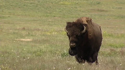 Bison (Bison bison) Staring at Camera Stock Footage 92968664