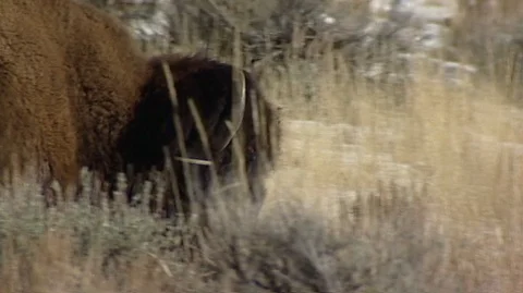 Bison (Bison bison) Walking in Grass Stock Footage 93367038
