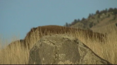 Bison (Bison bison) Walking in Grass Stock Footage 93821506