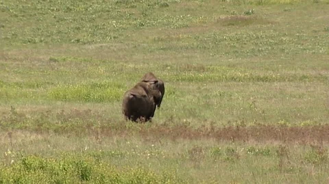 Bison (Bison bison) Walking in Green Grass Stock Footage 93057265