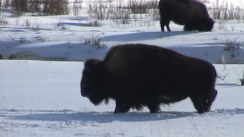 Bison (Bison bison) Walking in Snow Stock Footage 93365613