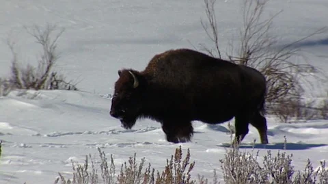 Bison (Bison bison) Walking in Snow Stock Footage 93800629
