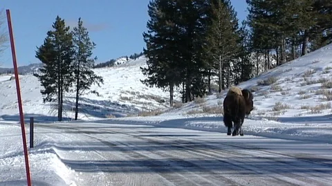 Bison (Bison bison) Walking on Snowy Road Stock Footage 93870621