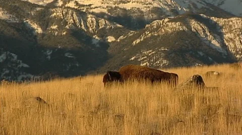 Bison (Bison bison) Walking in Sunny Grass Stock Footage 93056249