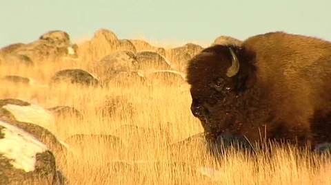 Bison (Bison bison) Walking in Sunny Grass Stock Footage 93204730