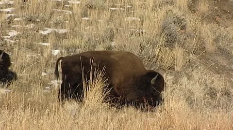 Bison (Bison bison) Walking in Sunny Grass Stock Footage 93521212