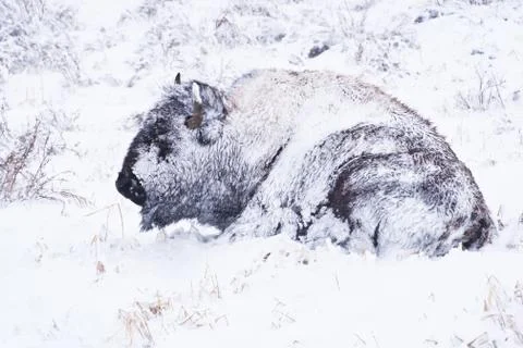 Bison in blizzard Stock Photos
