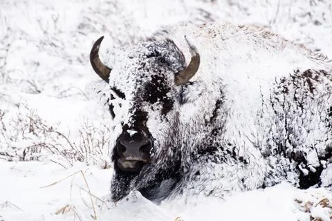 Bison in blizzard Stock Photos