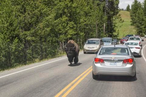 Bison Blocking Traffic Stock Photos