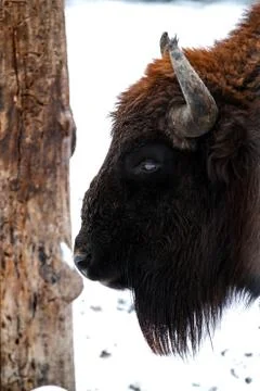 Bison bonasus Stock Photos