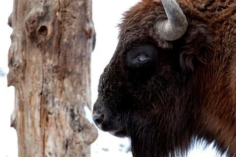 Bison bonasus Foto stock