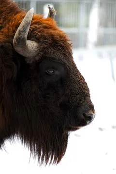 Bison bonasus Foto stock