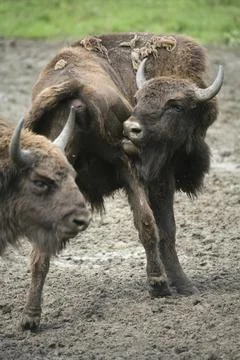 Bison bonasus Foto stock