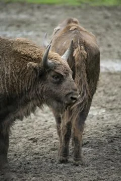 Bison bonasus Foto stock
